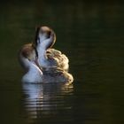 Synchronschwimmmer