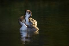 Synchronschwimmmer