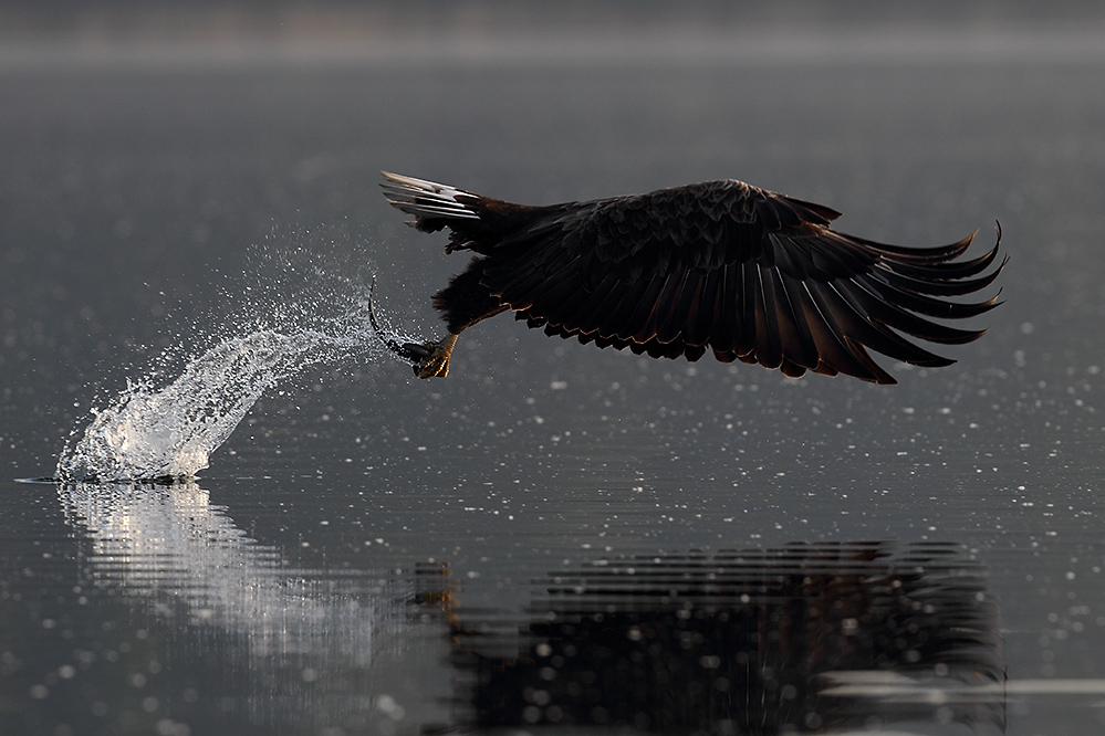 synchronschwingen