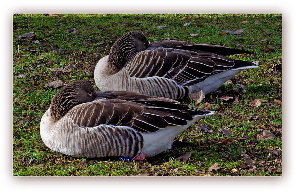 - Synchronsiesta -