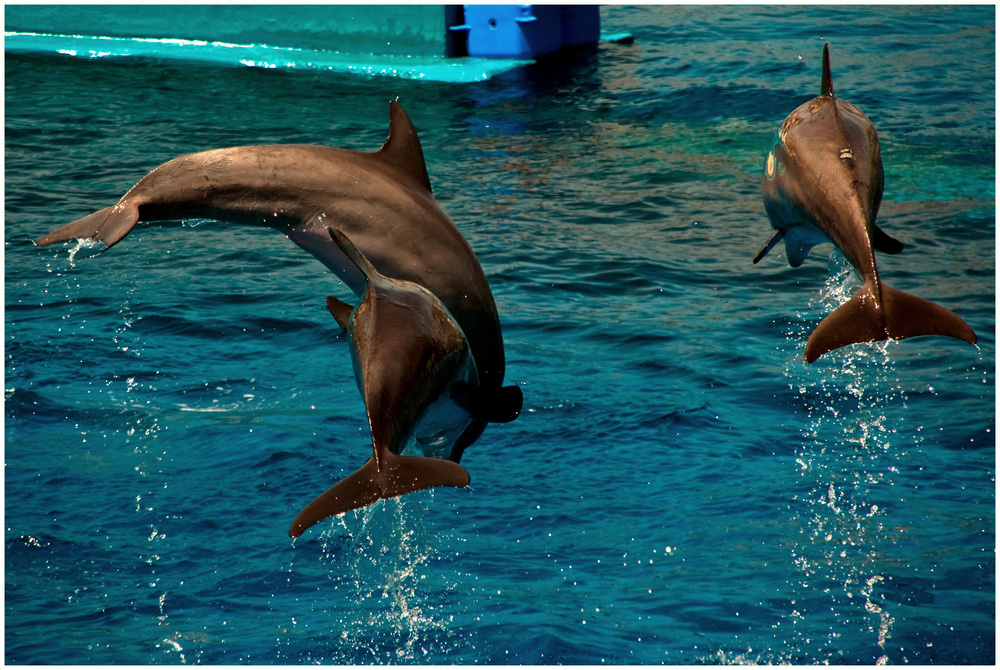 Synchronspringen Foto & Bild europe, spain, valencia & murcia Bilder