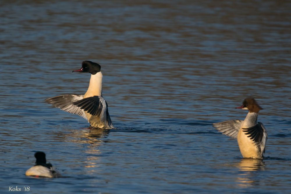 Synchrontanz der Gänsesäger