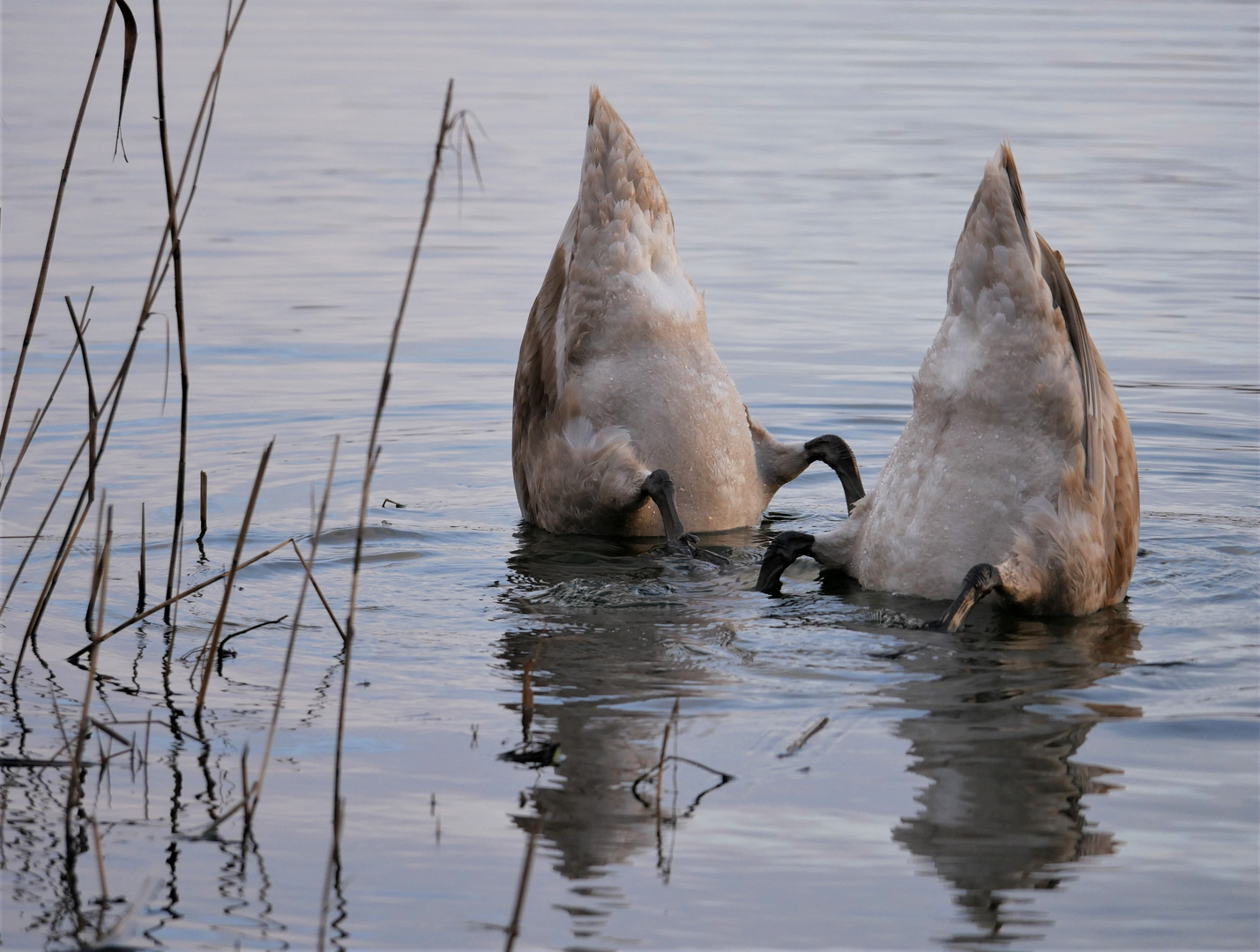 Synchrontauchen