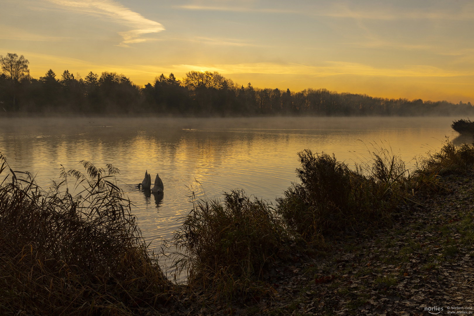 Synchrontauchen am Kuhsee