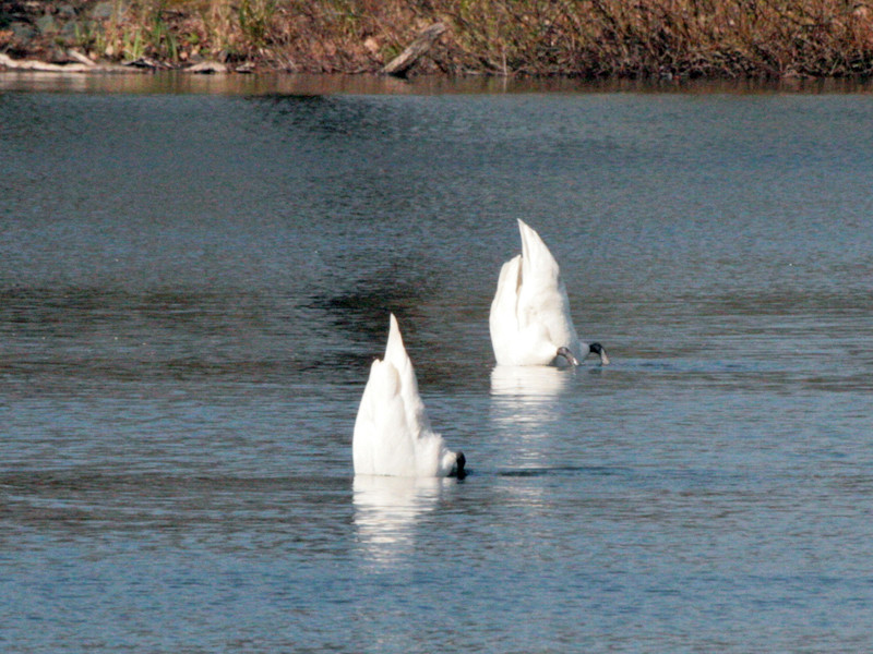 Synchrontauchen