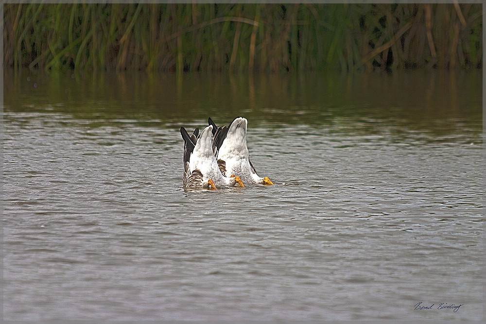 Synchrontauchen