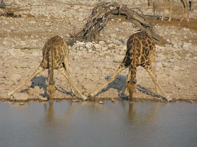 Synchrontrinken