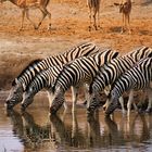 Synchrontrinken am Wasserloch