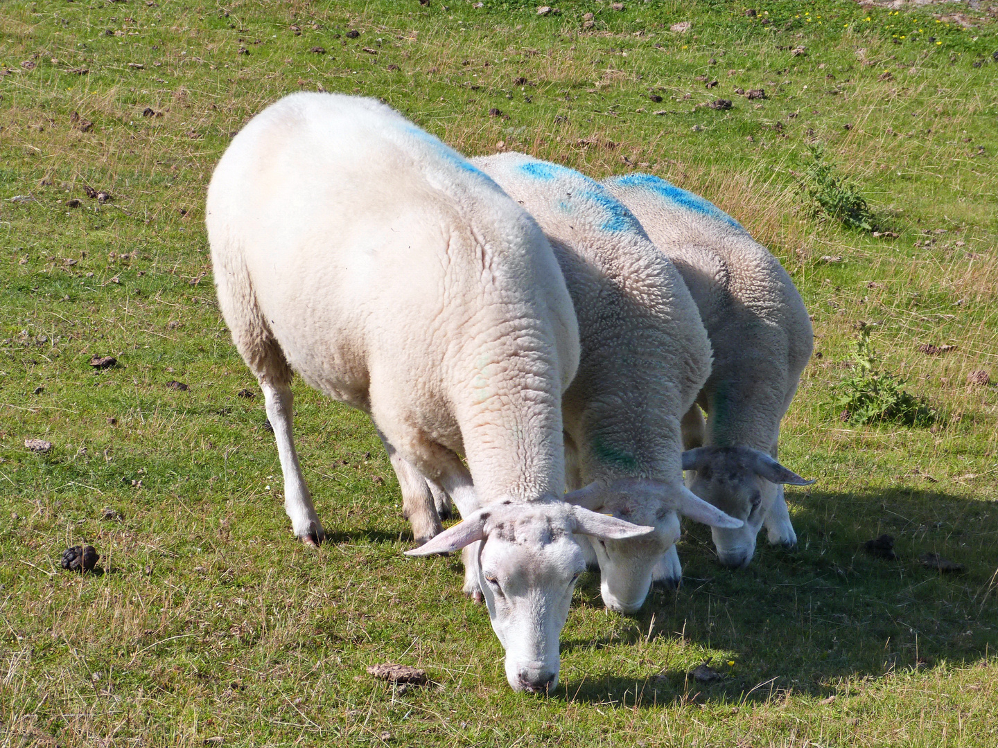 Synchronweiden