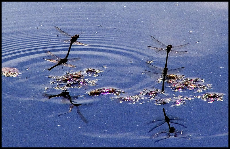 synckro flight