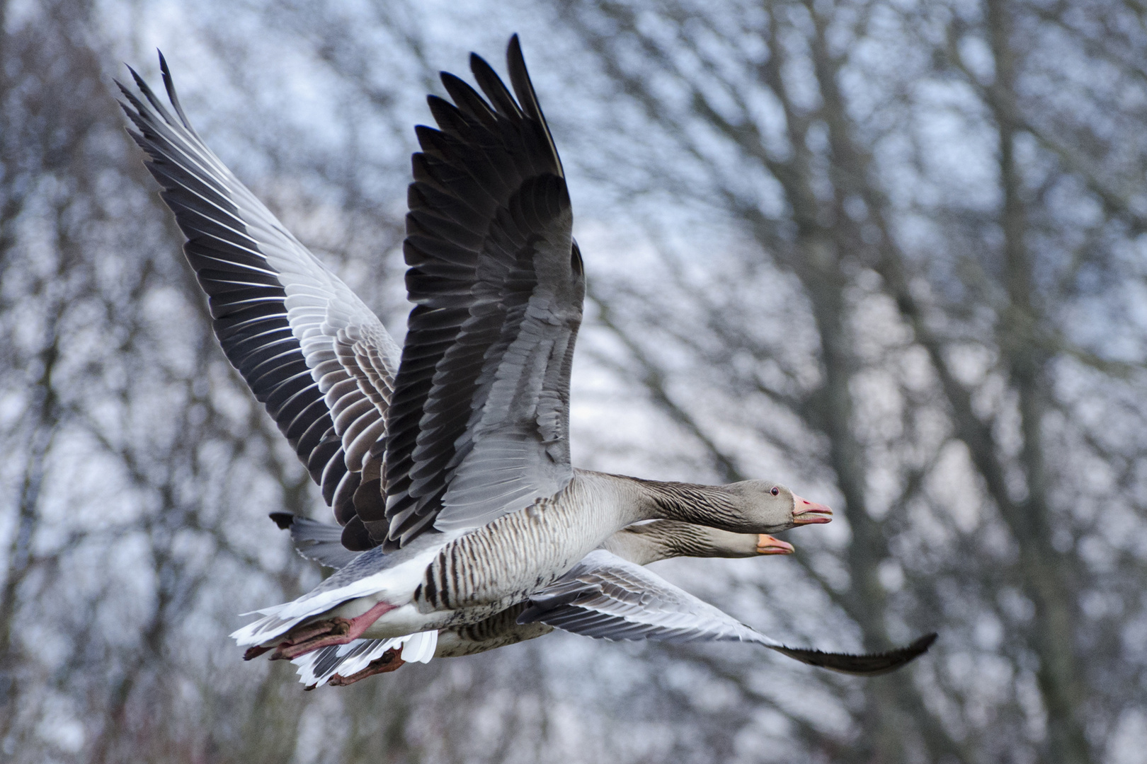 Syncronflug der Graugänse