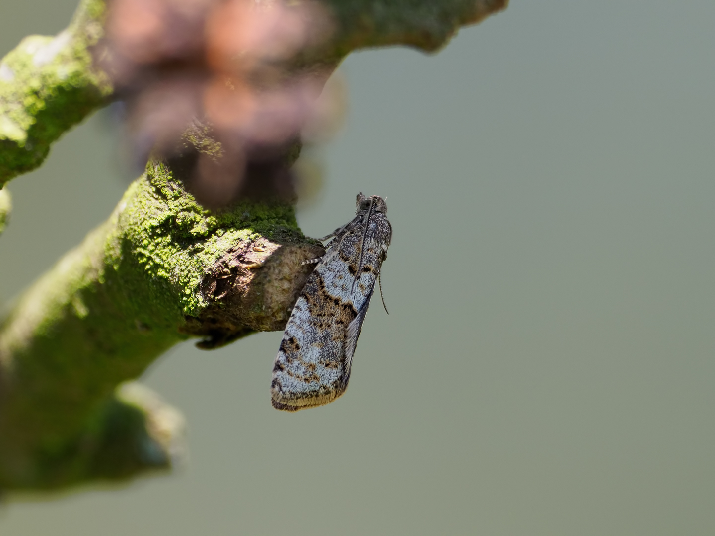 Syndemis musculana