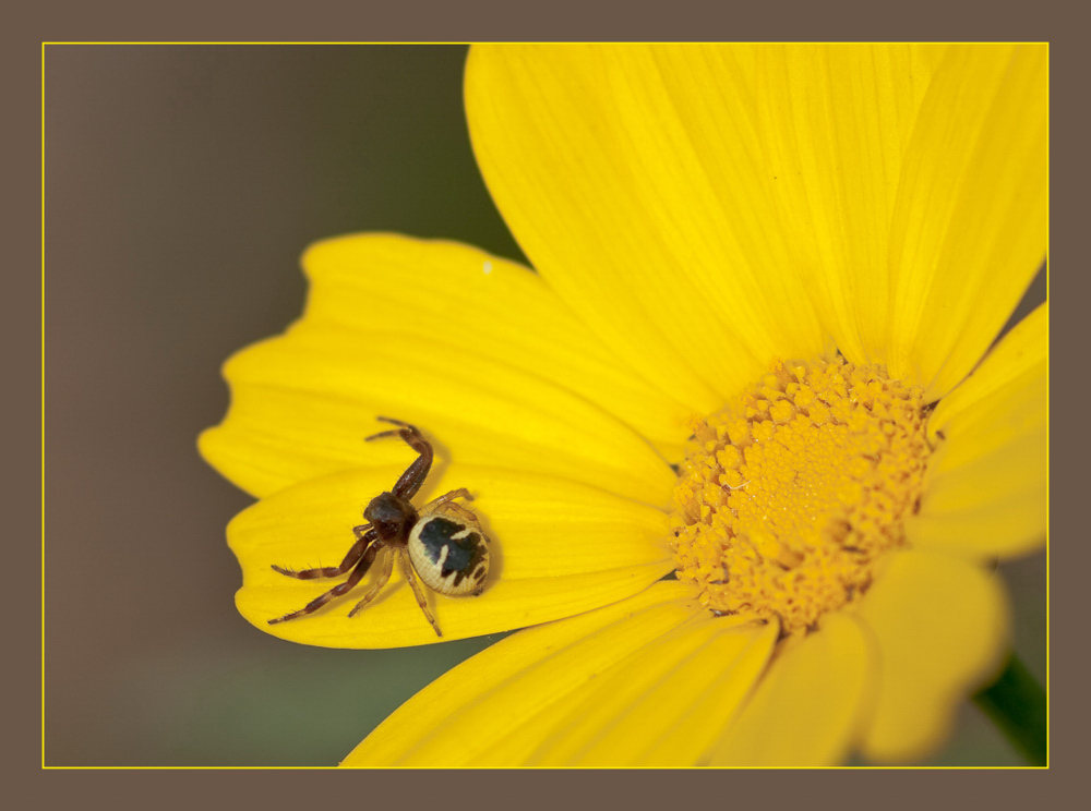 Synema globosum Foto & Bild tiere, wildlife, spinnen Bilder auf