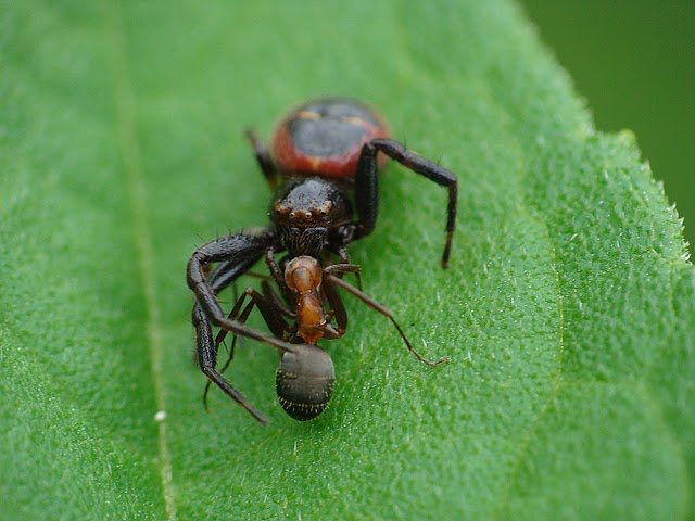 Synema globosum