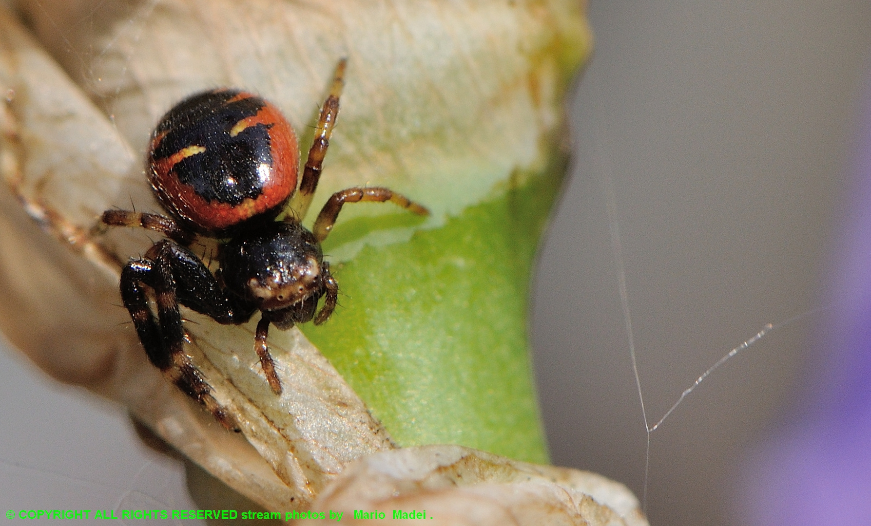 Synema Globosum