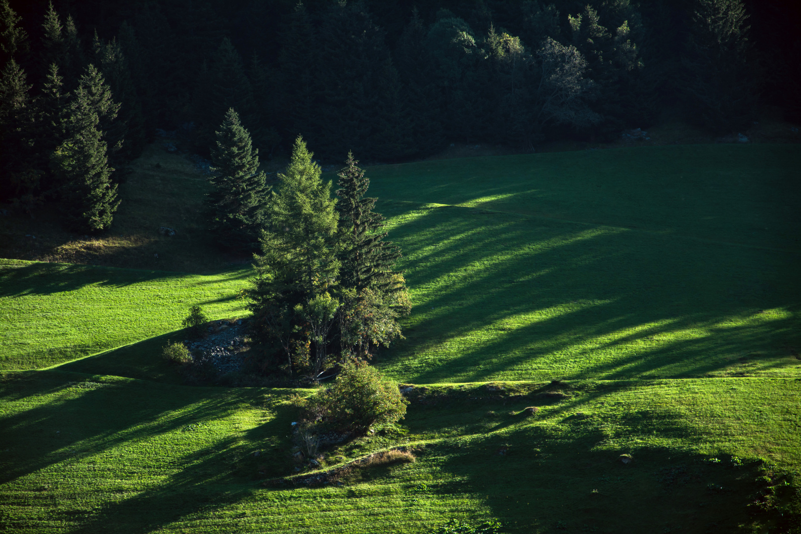 Synfonie in Grün