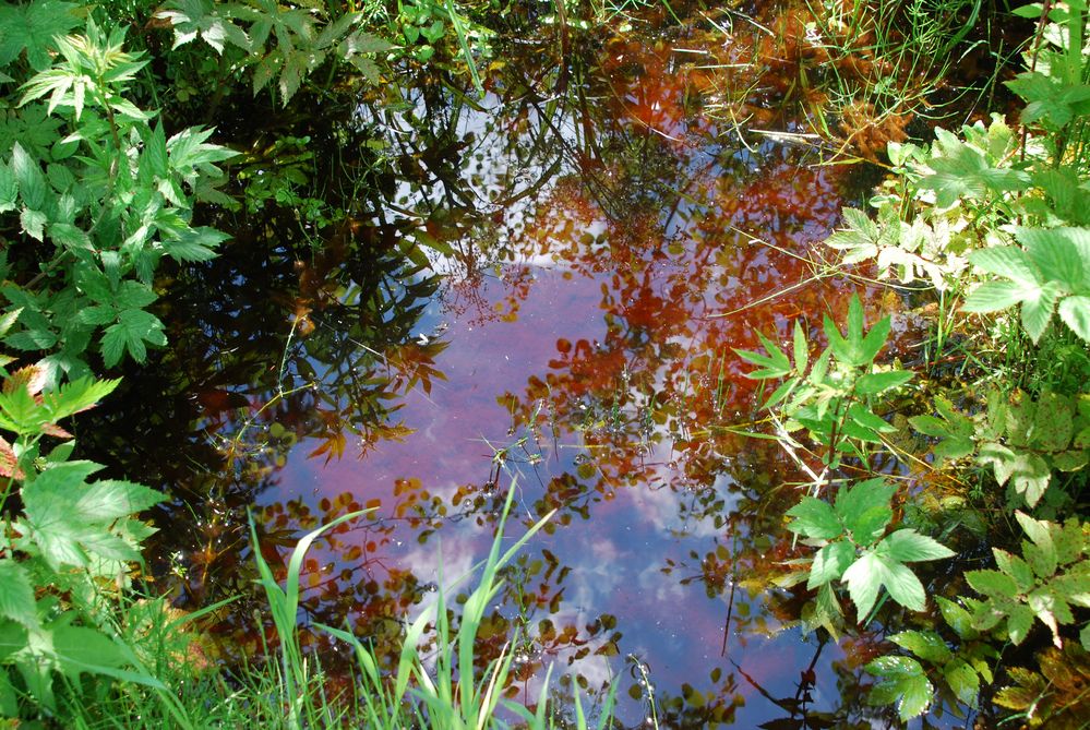 Synthese von Erde,Wasser,Pflanzen und Licht Foto & Bild landschaft