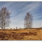 Syrauer Heide - 12.03.2011