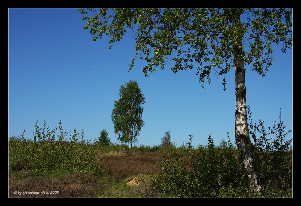 Syrauer Heide (2)