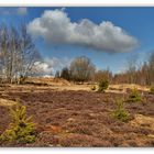 Syrauer Heide am 06. März 2011