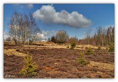 Syrauer Heide am 06. März 2011