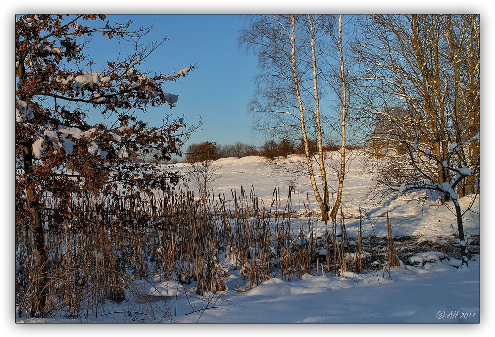 Syrauer Heide