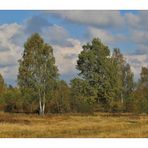 Syrauer Heide im Herbst - 1