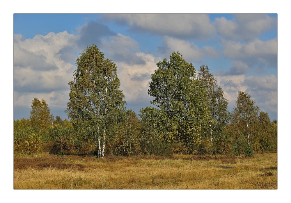 Syrauer Heide im Herbst - 1