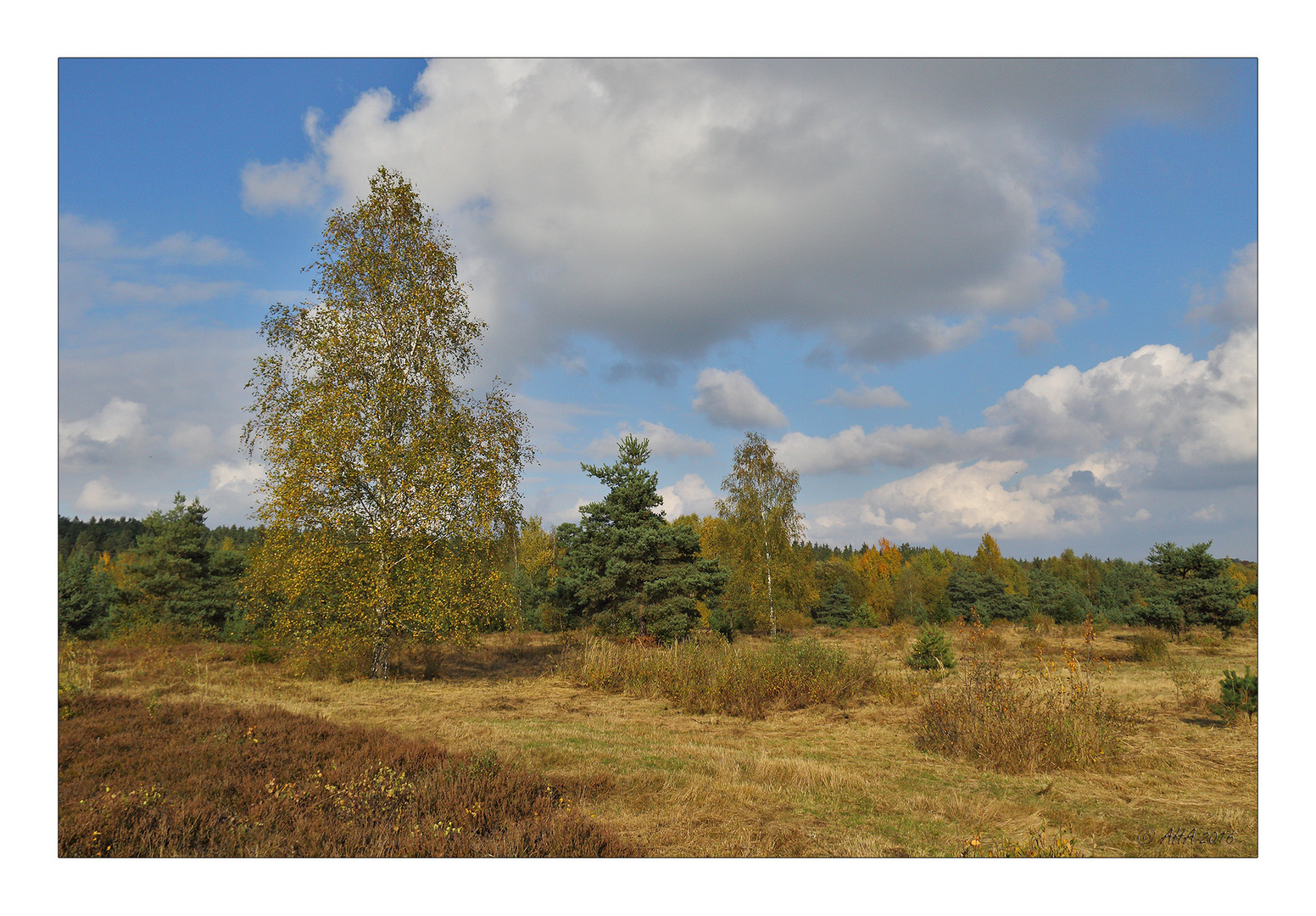 Syrauer Heide im Herbst - 2