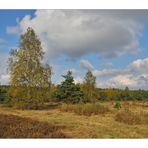 Syrauer Heide im Herbst - 2