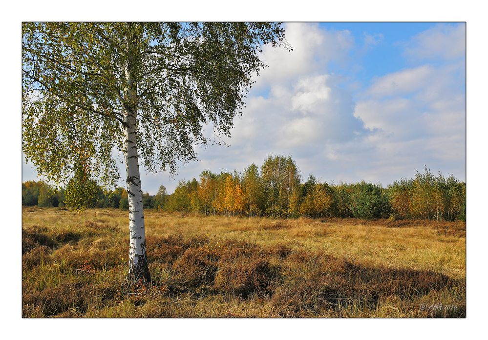 Syrauer Heide im Herbst - 3