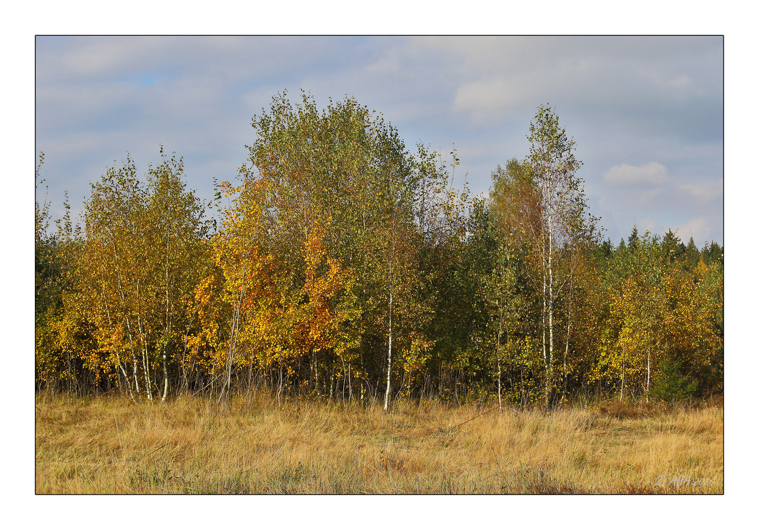 Syrauer Heide im Herbst - 4