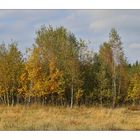 Syrauer Heide im Herbst - 4