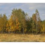 Syrauer Heide im Herbst - 4