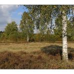 Syrauer Heide im Herbst - 5