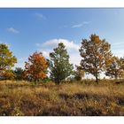 Syrauer Heide im Herbst - 6