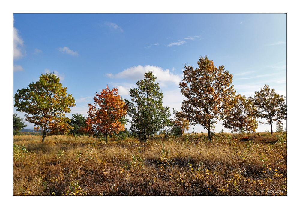 Syrauer Heide im Herbst - 6