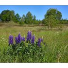 Syrauer Heide - Lupinen