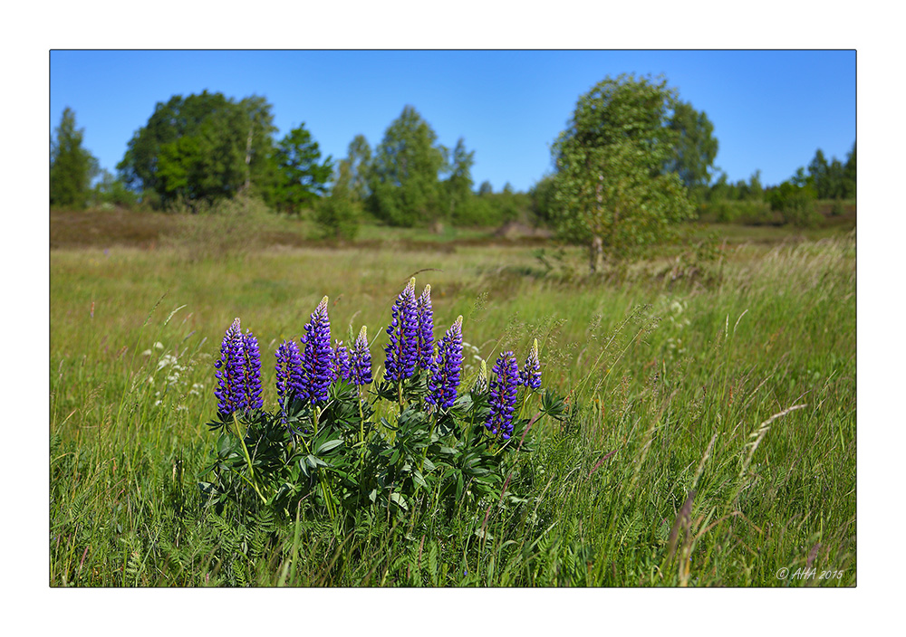 Syrauer Heide - Lupinen