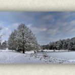 Syrauer Heide - Winterimpression 1