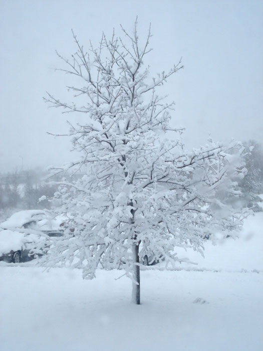 syria snow  lattakia