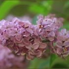 Syringa *