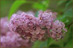 Syringa *