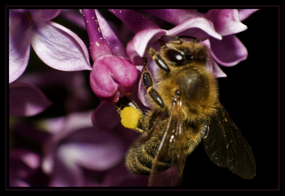 syringa and bee