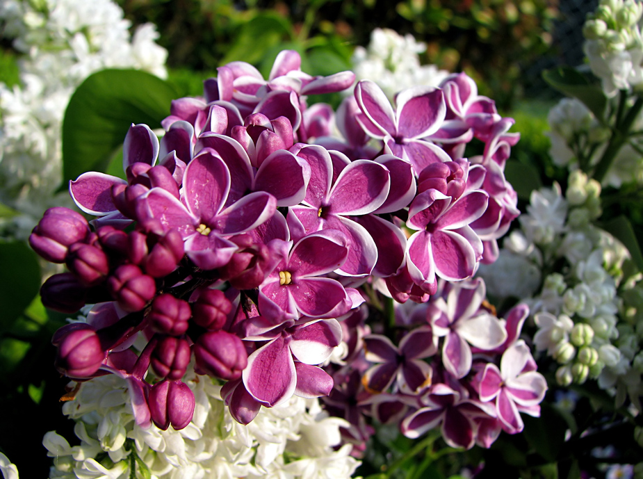 Syringa