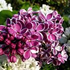 Syringa