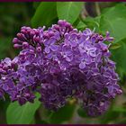 Syringa