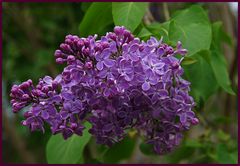 Syringa