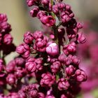 Syringa (Lilac)