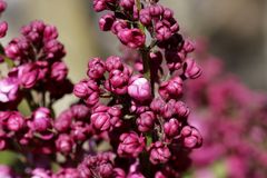 Syringa (Lilac)